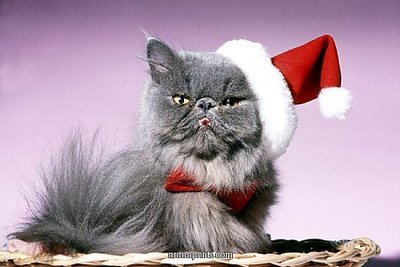 persian-cat-santa-look-in-basket-in-christmas-hat-and-tie_644821.jpg