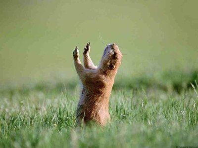 marmota01.jpg
