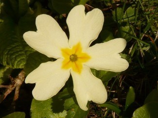 ciuboticacucului-e1304528930813.jpg
