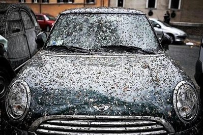 bird_shit2[1].jpg