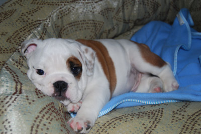 english%20bulldog%20puppy%20resting[1].jpg