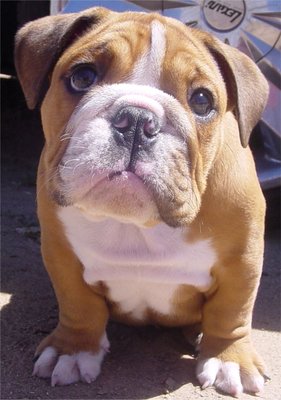 EnglishBulldog[2].jpg