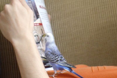 coco_revista.jpg