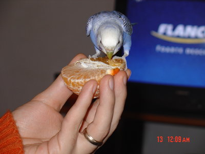 coco_porto.JPG