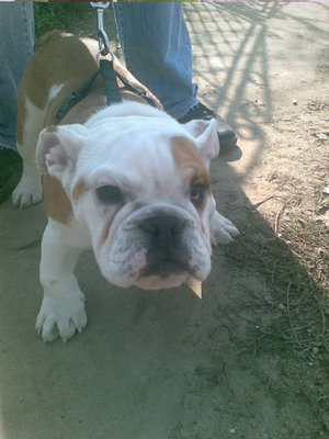 buldog puppy..jpg