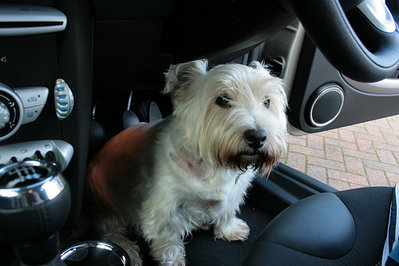 westie.jpg
