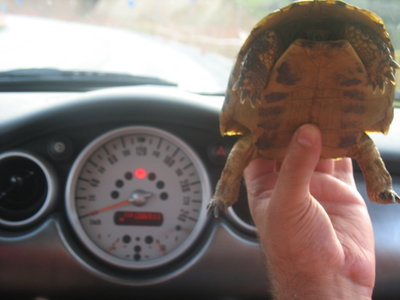 testoasa in MINI :))