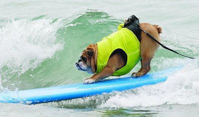 323830-x_surf_buldog_-jpg.jpg