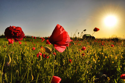 devil_field_by_florin_n-d30ebo7.jpg